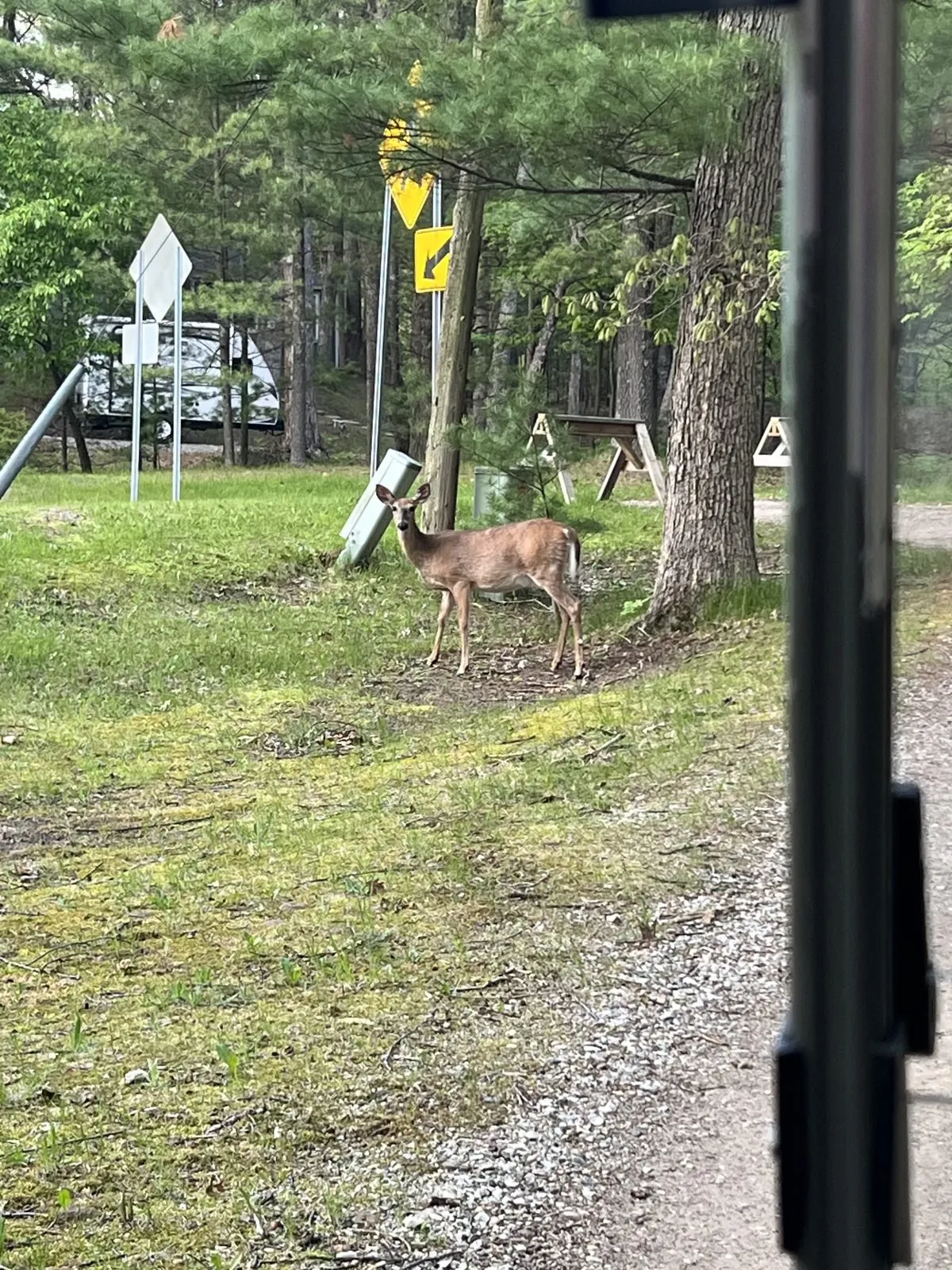 Deer grazing on the grass beside the campground road