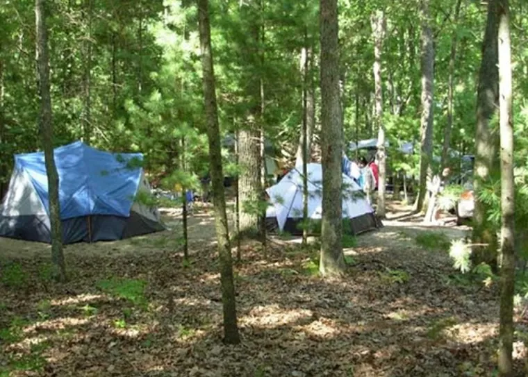 Tents pitched among tall trees on wooded tent sites
